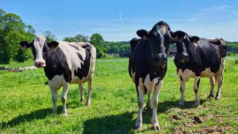 black and white holstein friesian cows standing and grazing in lush green pasture on sunny day with blue sky, farming, dairy, rural scene