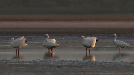 cisnes coscoroba en el desierto
