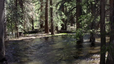 Sunlight-filters-through-dense-forest-by-a-flowing-creek-in-Lower-Rock-Creek,-California