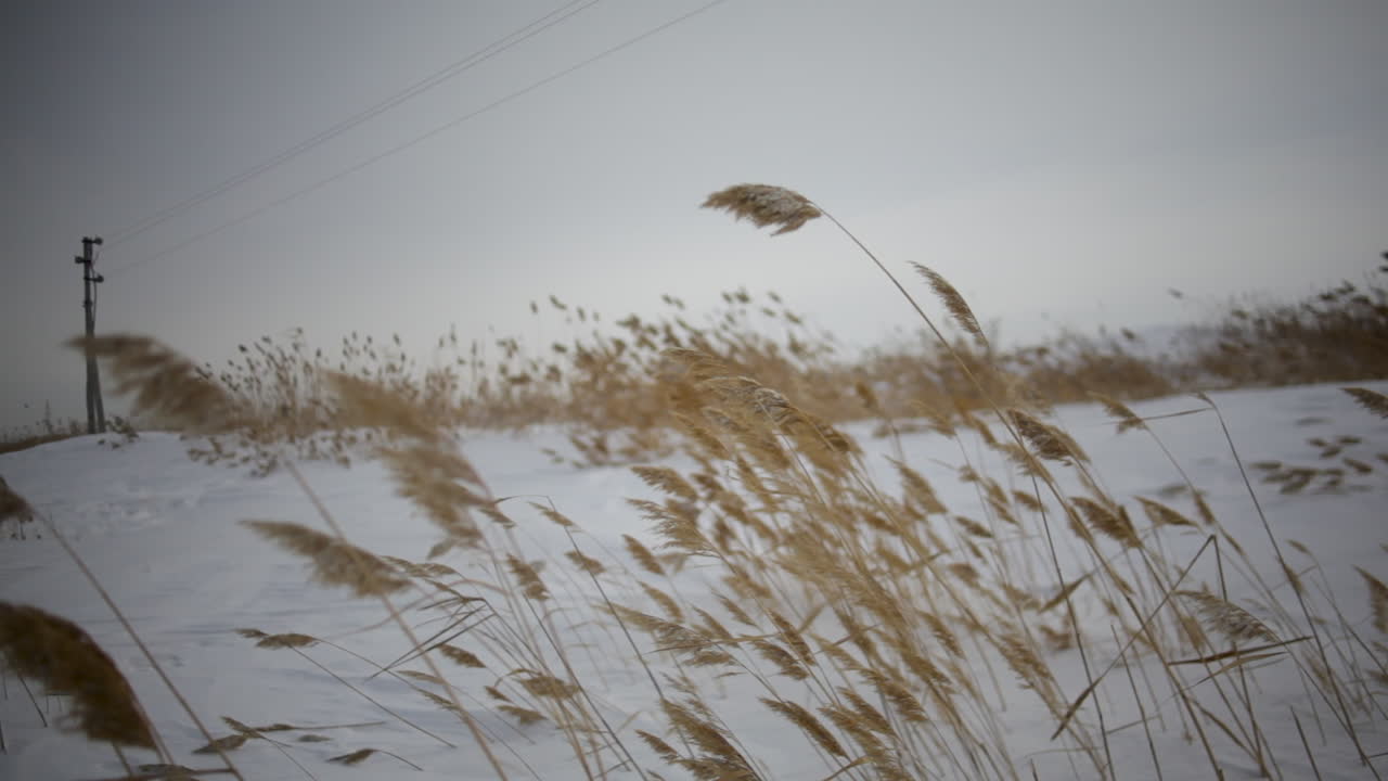 Reeds blowing in the wind in Kazakhstan
