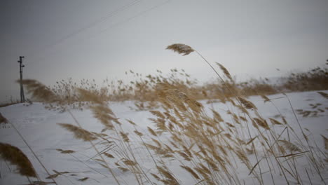reeds blowing in the wind in kazakhstan