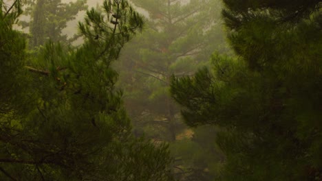 Pino-Escondido-Detrás-De-Otros-árboles-Con-Niebla-Malhumorada