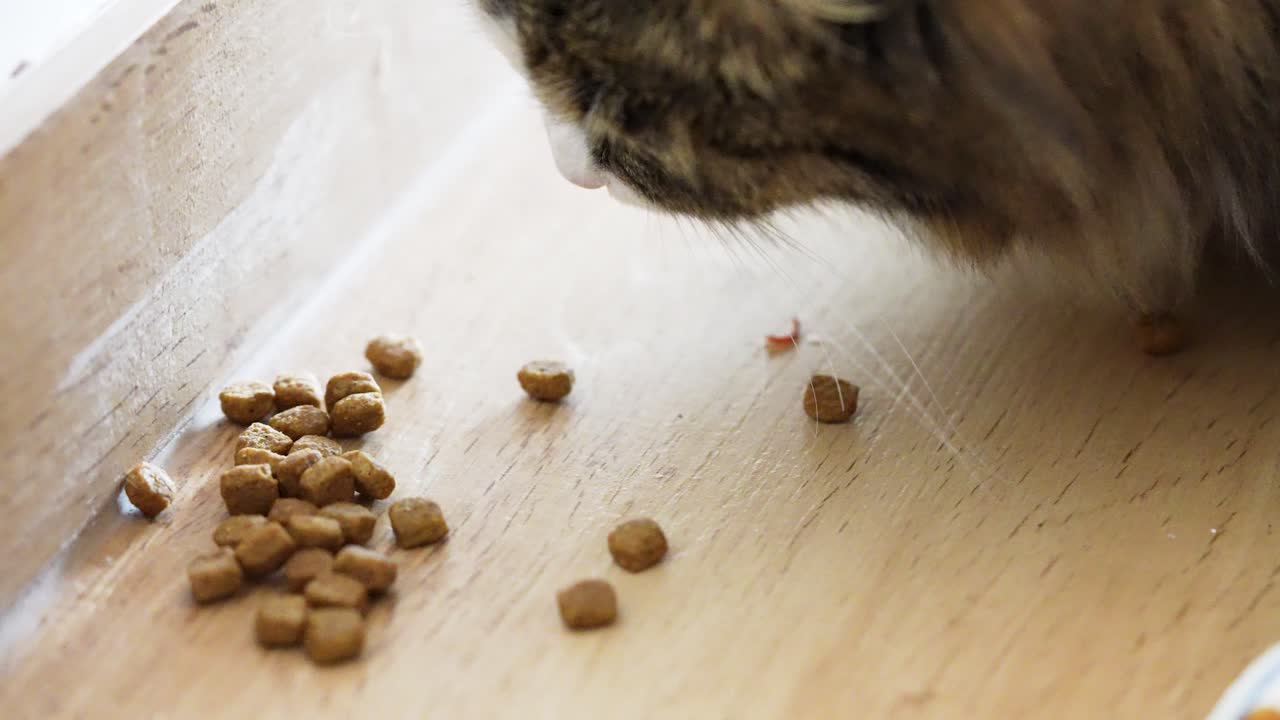 Nahaufnahme einer Hauskatze, die in Zeitlupe Trockenfutter direkt vom Boden frisst. Natürliches Fressverhalten in einer gemütlichen Wohnungsumgebung, geeignet für Haustierpflege- und Ernährungskonzepte.
