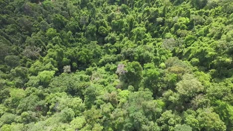 Vista-Aérea-De-Ojo-De-Pájaro-De-Koh-Chang-Sobre-Un-Exuberante-Bosque-Selva-Tropical-Desierto-Follaje-Tailandia