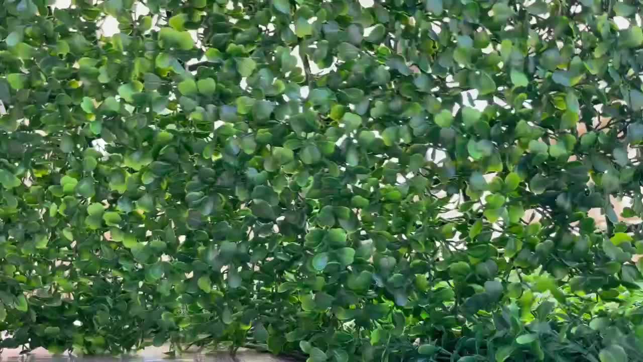 옥외, 실내, 정원, 벽, 뒤뜰 장식을 위한 회양목 패널 장식 울타리 공장