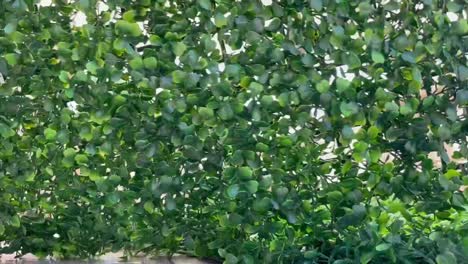 planta de cobertura topiaria con paneles de boj para decoración de exteriores, interiores, jardines, paredes y patios traseros
