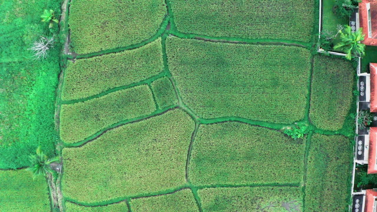 Leafy rice paddy fields of Ubud Bali rural harvest drone shot