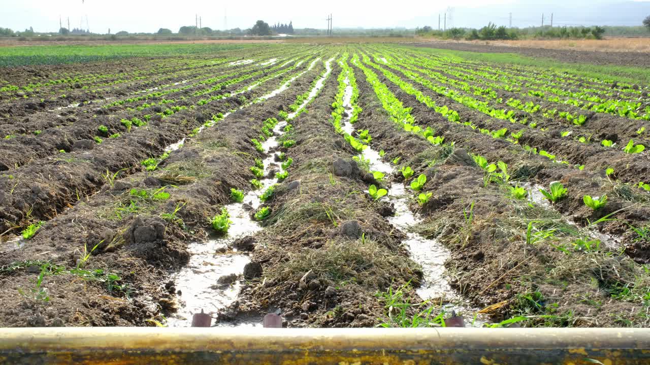 다양한 러드가 재배되는 은 관개 시스템으로 물을 공급받습니다. 농업 개념