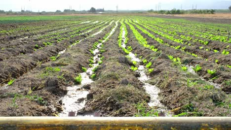 el campo en el que se cultivan varias lechuga está irrigado por un sistema de riego. concepto de agricultura