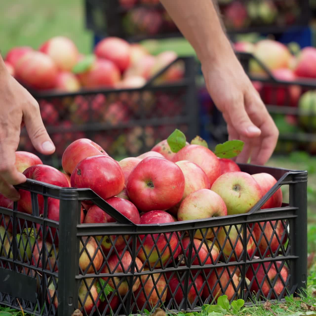 Farmer man or gardener picking box of fresh organic appkes. Basket with red apples in hands at sunset field garden. Farmer with fruit . Agriculture concept