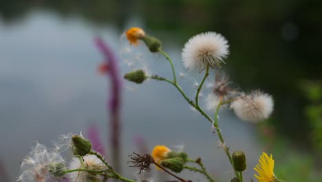 diente de león soplando en el viento con flor amarilla