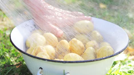 primer plano de manos de mujer lavando patatas en el jardín