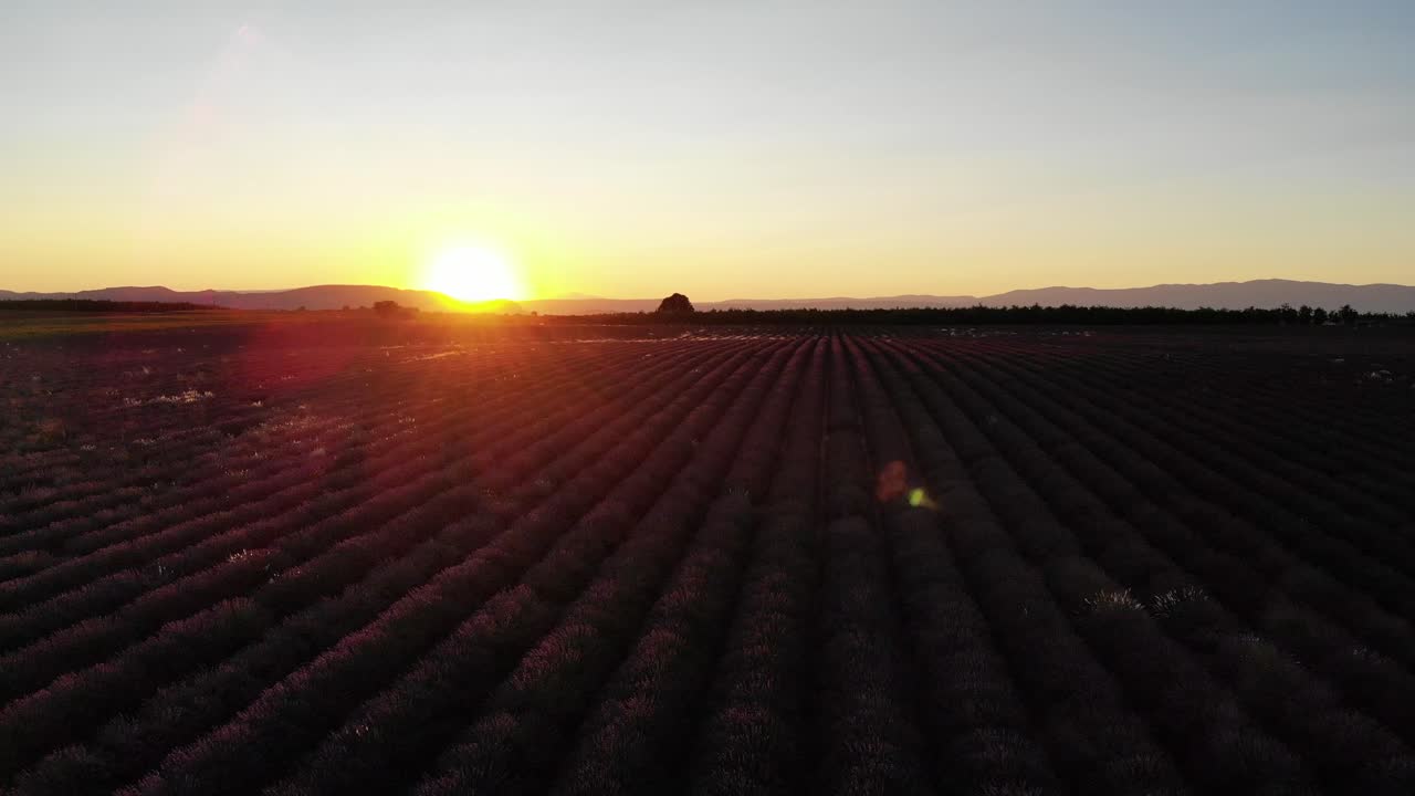movimiento diagonal de drones sobre un campo de lavanda durante la puesta de sol en valensole