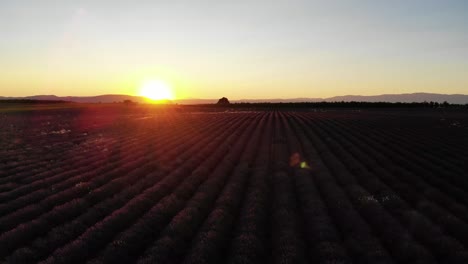 diagonal drone movement above a lavender field during sunset in valensole