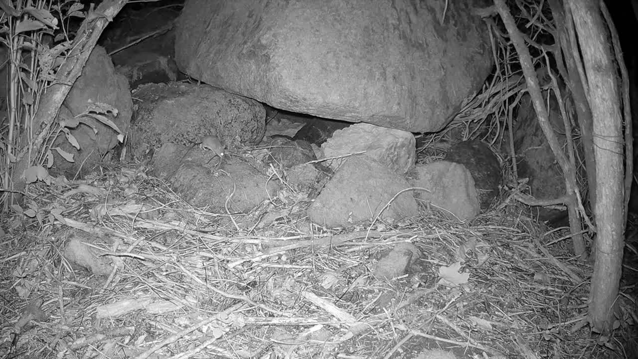 Topo dal collo giallo (Apodemus flavicollis) di notte.