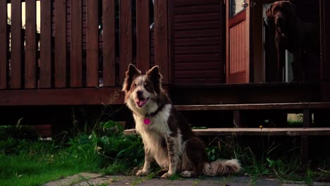 Einige-Erstaunliche-Nahaufnahmen-Des-Schönen-Hundes-Im-Sonnenunterganglicht