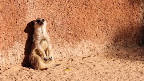 a meerkat sits against a wall, sunbathing