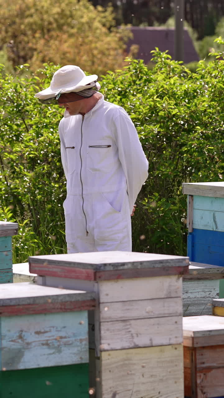 Beekeeper in white clothes walks along his bee farm. Numerous bees fly around the apiary. Nature backdrop on sunny weather. Vertical video