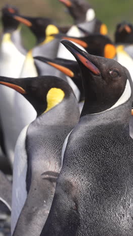 king penguins colony, vertical view, close up