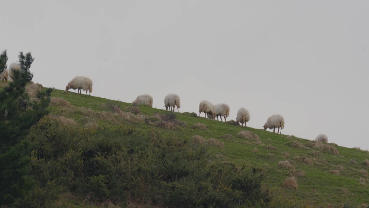 un rebaño de ovejas pasta en una colina cubierta de hierba