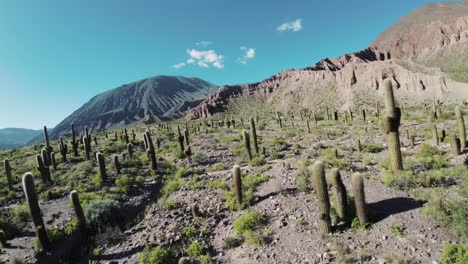 fpv drone flying low amidst numerous cardon cacti in the pre-andes region of salta, argentina