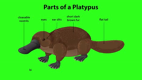 Labeled platypus anatomy animation with gradual callouts, flat illustration, and bright green background