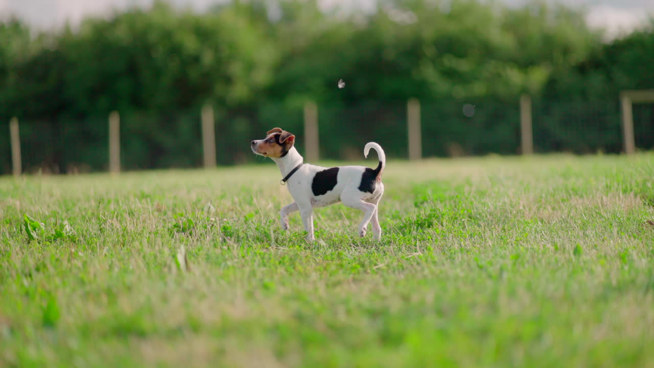 perro cachorro mirando alrededor en el campo del parque verde en un día soleado