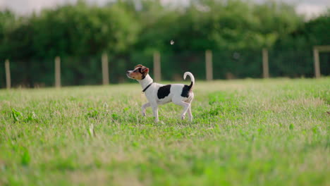 puppy dog looking around in green park field on a sunny day