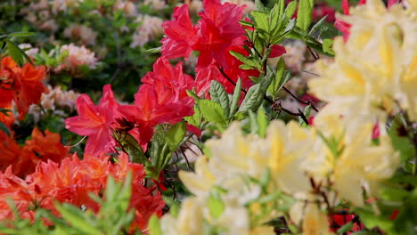 background of the rhododendron beautiful flower