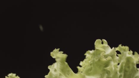 lettuce splash
