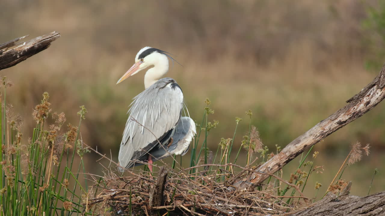 una garza gris arreglando sus plumas - de cerca