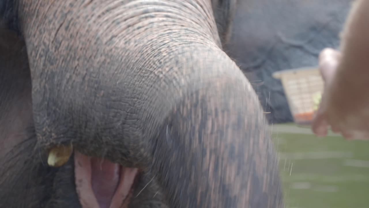 Elephant being fed