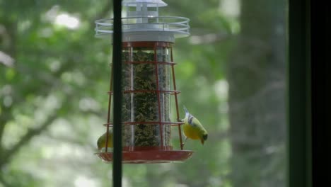 the camera looks through a window in this medium shot of two goldfinches eating while perched on a hanging bird feeder