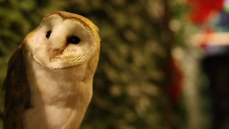 owl rotates head in various expressive poses