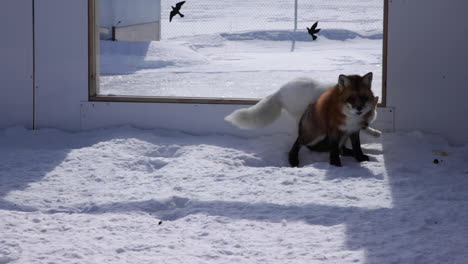 Ein-Polarfuchs-Aus-Nächster-Nähe-Im-Winterschnee-Mit-Einem-Rotfuchs-In-Einem-Gehege