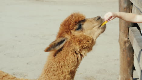 the brown lama eats food which she is pulled through the fence 4k video