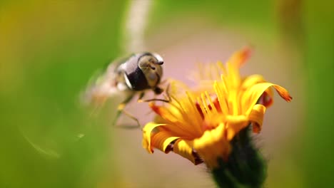 wasp collects nectar from flower crepis alpina slow motion.