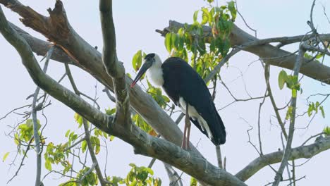 moviendo su cola y luego moviendo sus plumas del pecho mientras se alza en una rama durante la tarde, la cigüeña asiática de cuello lanudo ciconia episcopus, casi amenazada, tailandia
