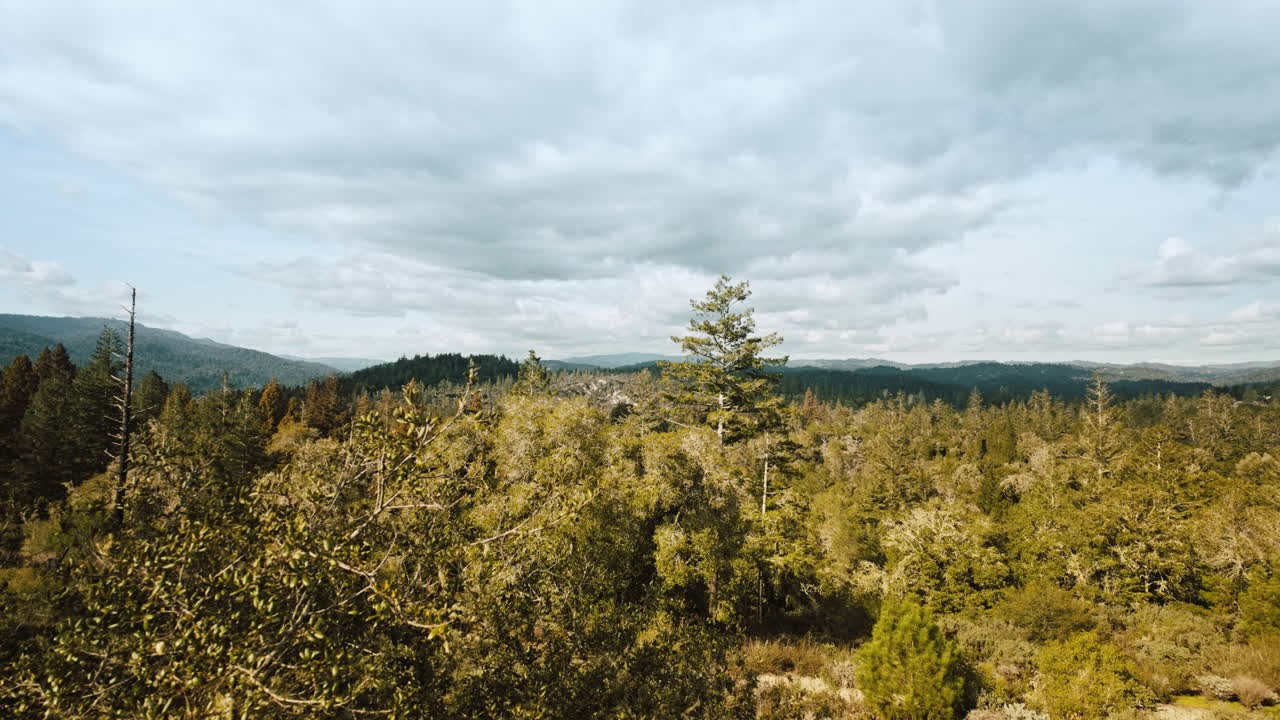 Timelapse shot looking out over the Santa Cruz Mountains with large redwood trees and clouds moving by
