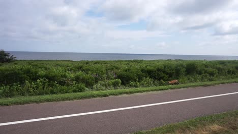 Fox-Walking-and-Searching-for-Food-at-the-Side-of-the-Road