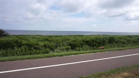 fox walking and searching for food at the side of the road