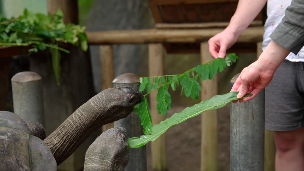 video de una increíble tortuga de un jardín botánico en victoria en la isla de mahe en las seychelles