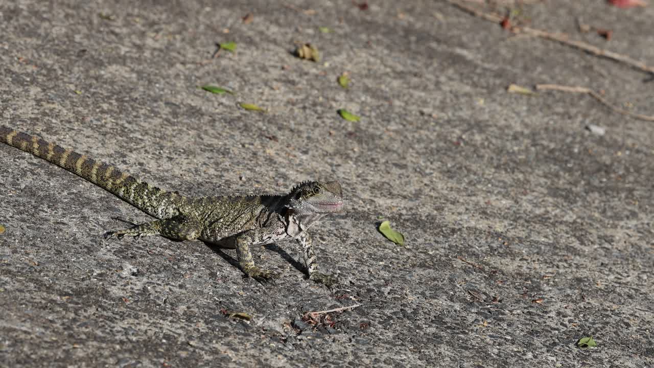 이구아나 (iguana) 가 보행로를 가로질러 꾸준히 고 있습니다.