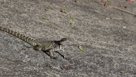 iguana caminando firmemente por el pavimento.