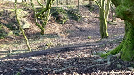 Mossy-woodland-pathway-forest-tree-trunks,-Slow-dolly-right-across-fallen-leaves-on-floor