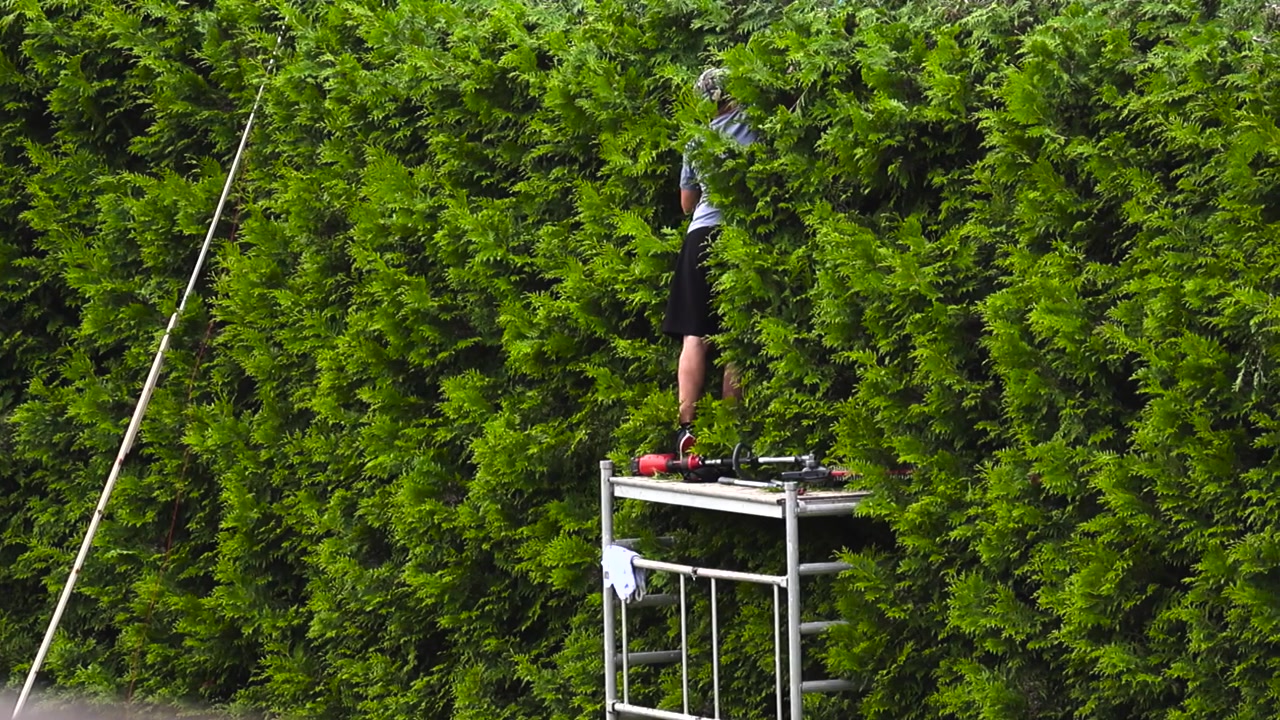 Landscaper standing on a scaffolding while cutting and pruning a tall thuja hedge with an electric trimmer, performing seasonal garden maintenance work and keeping the backyard tidy