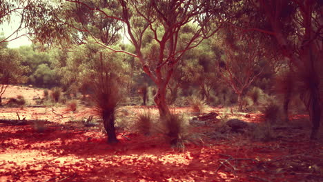 árboles y piedras en el desierto australiano
