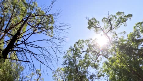 la luz del sol filtrándose a través de los altos árboles del bosque