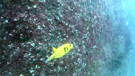 Yellow-Guineafowl-Puffer-Swim-Beside-The-Rock