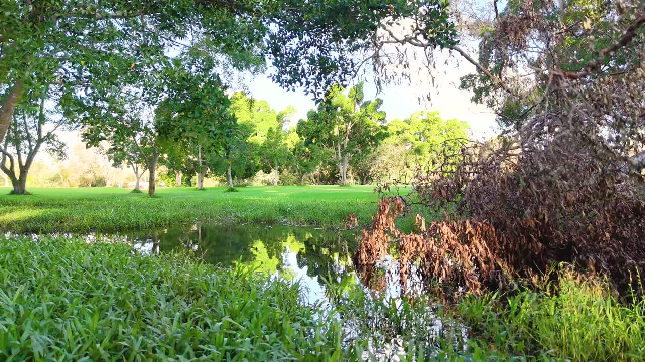 A tranquil park scene with lush greenery, a reflective pond, and vibrant trees under soft daylight